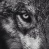 maximumruffie profil fotoğrafı