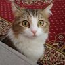 Фото профиля Abdelwahab Mohamed