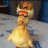 Kodie🦆 in a Franxx's profile picture