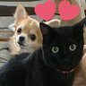 Love_tigers.moto🇯🇵🐯(さあ次の夢へ!) 的头像