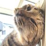 猫子（ネココ） 的头像