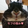 はな🐰 的头像