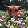 Фото профиля BullyBull