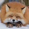 Фото профиля Omnis_Animalia