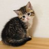 やっつぁん profil fotoğrafı