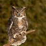 Фото профиля GREAT HORNED OWL