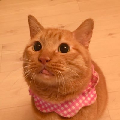 てつ@腎不全から解放😸's profile picture