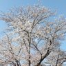 おひつじ座 的头像