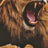 LionKing's profile picture