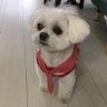 ayumilk profil fotoğrafı