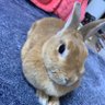 わゔぃ profil fotoğrafı