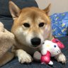 柴犬もも🐶🍑福島浜通り応援し隊😊南相馬市と飯舘村の魅力を勝手に発信📣✨ 的头像
