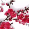 陈凡道俗369 的头像
