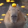 Фото профиля Pistolbuttsatwinkle
