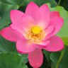 mi_lotus's profile picture