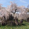 Фото профиля まるりん
