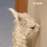 Profilbild von KT. Kelly🦙🧶