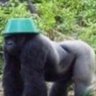 Moppot's profile picture