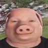 marco the bear's profile picture