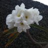 maria del pilar bustos's profile picture