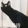 Фото профиля The Revenge of Long Cat