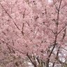 藤乃いずみ profil fotoğrafı