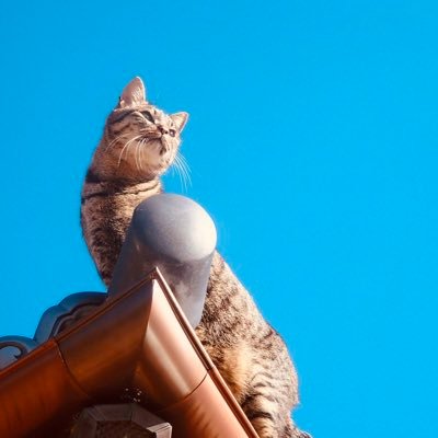 日本城's profile picture