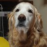 にこも's profile picture