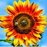 さりー's profile picture