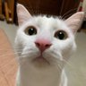 つーじー 的头像