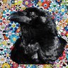 Фото профиля La Colina de Raven