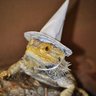 Lucas, The Dragon Hermit 🦎's profile picture