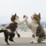 Profilbild von ilovecats