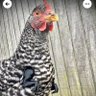 Cluck profil fotoğrafı