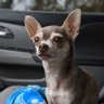 Furry Corn Paws's profile picture