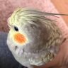 いぶ 的头像