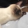 Nomifi *随缘转推 的头像