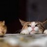 猫虎--ハンター猫's profile picture