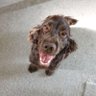 Dean 的头像