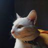 Iancillo's profile picture