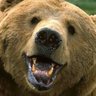Profilbild von グリ🐻