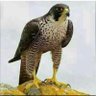 Фото профиля صالح بن عبدالكريم