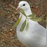 erdem profil fotoğrafı