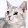 たまさま's profile picture
