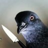 your local pigeon 🏳️🌈 的头像