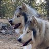 Wolf150's profile picture