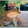 Фото профиля BRUNO El Kbron