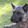 CoSiNus_Minga's profile picture