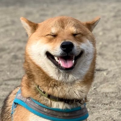 柴犬茶々麻呂之介's profile picture
