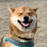 Profilbild von 柴犬茶々麻呂之介